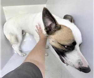 German Shepherd Dog-Unknown Mix Dogs for adoption in Houston, TX, USA