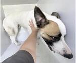 Small German Shepherd Dog Mix