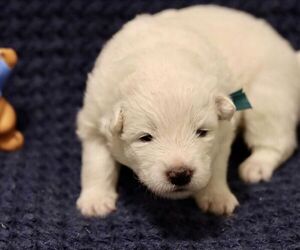 Samoyed Puppy for sale in DARBY, MT, USA
