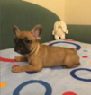 Small Photo #4 French Bulldog Puppy For Sale in MILWAUKEE, WI, USA