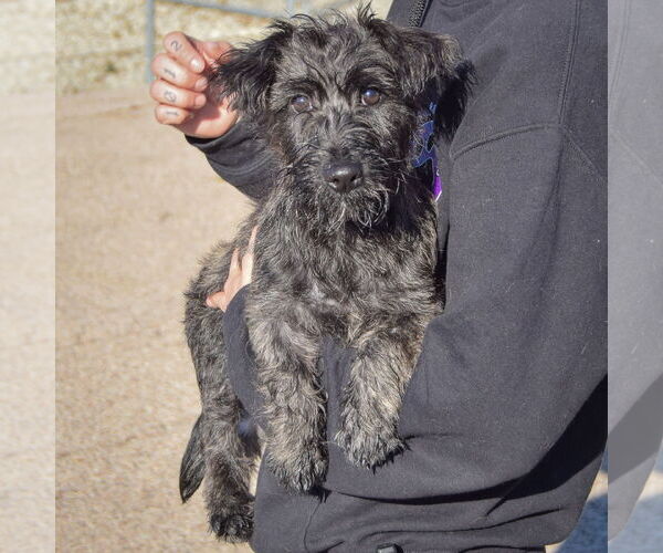 Medium Photo #4 Mutt Puppy For Sale in Huntley, IL, USA