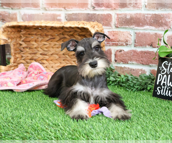 Medium Photo #8 Schnauzer (Miniature) Puppy For Sale in SYRACUSE, IN, USA