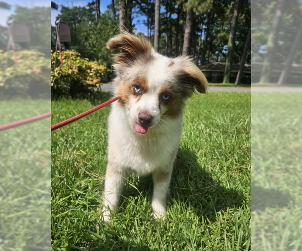 Medium Photo #1 Australian Shepherd-Unknown Mix Puppy For Sale in Cranston, RI, USA