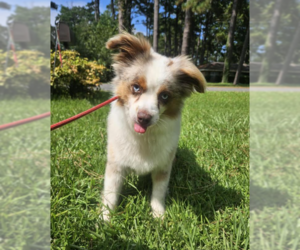 Australian Shepherd-Unknown Mix Dogs for adoption in Cranston, RI, USA