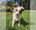 Small Photo #1 Australian Shepherd-Unknown Mix Puppy For Sale in Cranston, RI, USA