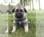 Small Photo #29 German Shepherd Dog Puppy For Sale in APLINGTON, IA, USA