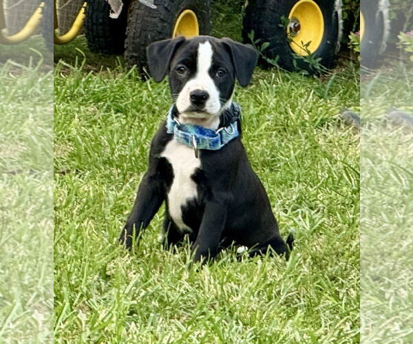Medium Photo #1 Bearded Collie-Unknown Mix Puppy For Sale in Des Moines, IA, USA