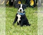 Small Bearded Collie Mix