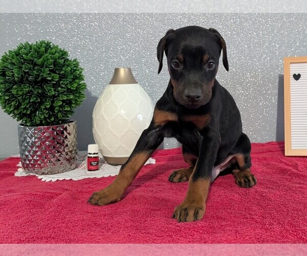 Medium Photo #4 Doberman Pinscher Puppy For Sale in GOSHEN, IN, USA