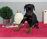 Small #3 Doberman Pinscher
