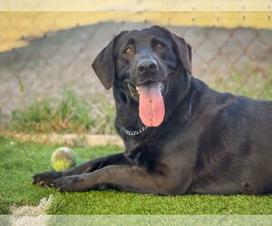Labrador Retriever-Unknown Mix Dogs for adoption in San Diego, CA, USA