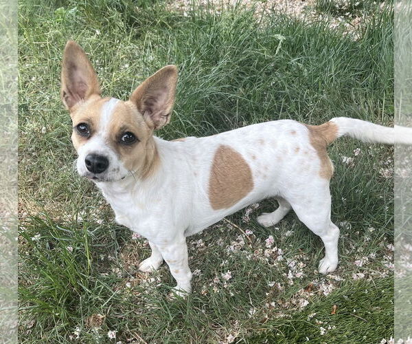 Medium Photo #3 Chihuahua-Unknown Mix Puppy For Sale in Milwaukie, OR, USA