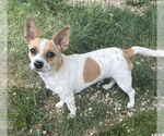 Small #2 Chihuahua Mix