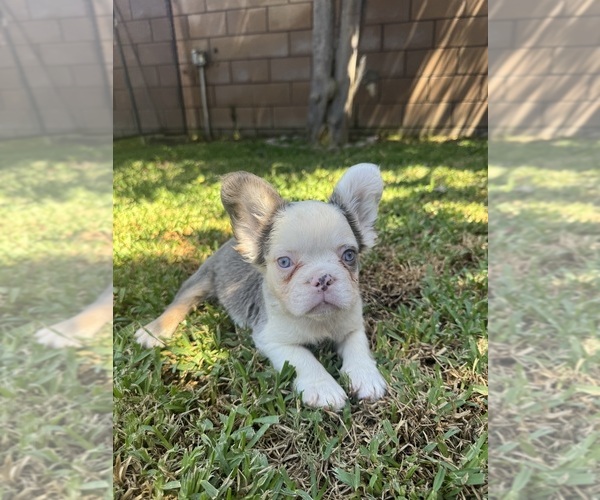 Medium Photo #8 French Bulldog Puppy For Sale in WEST COVINA, CA, USA