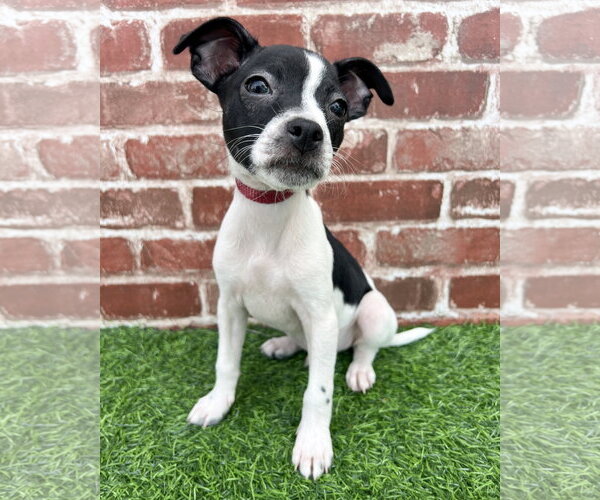 Medium Photo #1 Chihuahua-Unknown Mix Puppy For Sale in Corona, CA, USA