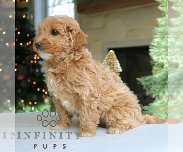 Medium Photo #4 Goldendoodle (Miniature) Puppy For Sale in NARVON, PA, USA