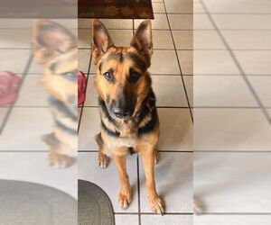 Medium German Shepherd Dog Mix