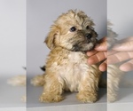 Image preview for Ad Listing. Nickname: Morkie