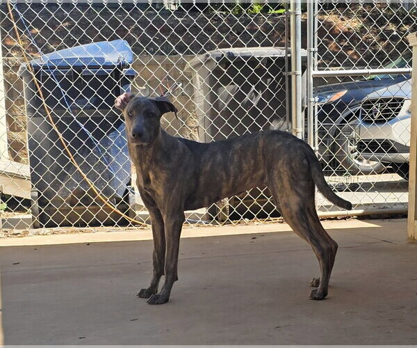 Medium Photo #4 Greyhound-Unknown Mix Puppy For Sale in Thomasville, NC, USA