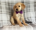 Small Photo #11 Golden Retriever Puppy For Sale in LAKELAND, FL, USA