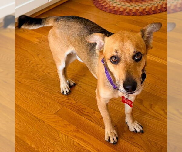 Medium Photo #3 Chihuahua-Unknown Mix Puppy For Sale in San Diego, CA, USA