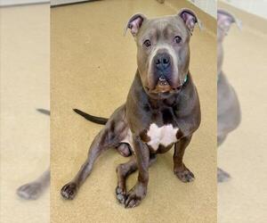 Staffordshire Bull Terrier-Unknown Mix Dogs for adoption in Derwood, MD, USA