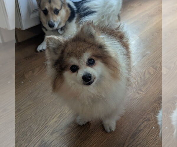 Medium Photo #4 Pomeranian Puppy For Sale in Vail, AZ, USA