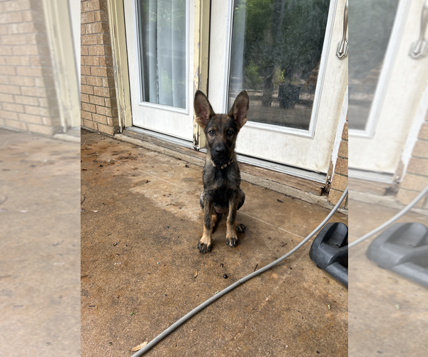 Medium Photo #24 German Shepherd Dog Puppy For Sale in TEMPLE, TX, USA