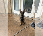 Small #1 German Shepherd Dog