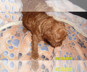 Poodle (Toy) Puppy for sale in DULUTH, GA, USA