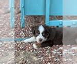 Small Photo #1 Miniature Australian Shepherd Puppy For Sale in LOWGAP, NC, USA