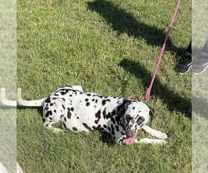 Mother of the Dalmatian puppies born on 05/20/2025