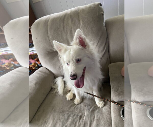 Medium Photo #2 Australian Shepherd Puppy For Sale in Overland Park, KS, USA