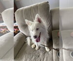 Small #1 Australian Shepherd