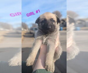 Medium German Shepherd Dog