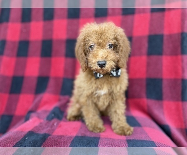Medium Photo #5 Cock-A-Poo Puppy For Sale in LAKELAND, FL, USA