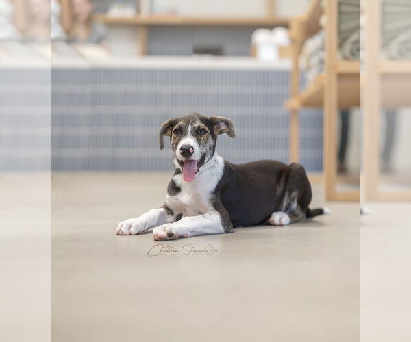 Medium Photo #7 Mutt Puppy For Sale in Marina Del Rey, CA, USA