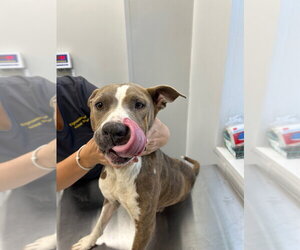 Mutt Dogs for adoption in Tarboro, NC, USA