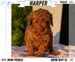 Puppy 2 Poodle (Miniature)