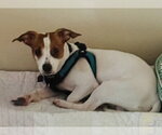 Small Photo #3 Jack Chi Puppy For Sale in Mundelein, IL, USA