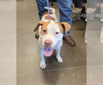 A663723 - Male Mutt Dog for Adoption - Small photo