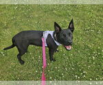 Small #3 Labrador Retriever Mix
