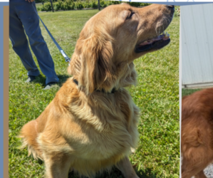 Mother of the Golden Retriever puppies born on 12/25/2024