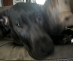 Small Photo #3 Great Dane Puppy For Sale in ALIQUIPPA, PA, USA