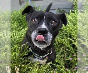 Chiweenie Dogs for adoption in Lodi, CA, USA