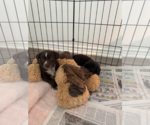 Small #1 Labrador Retriever Mix