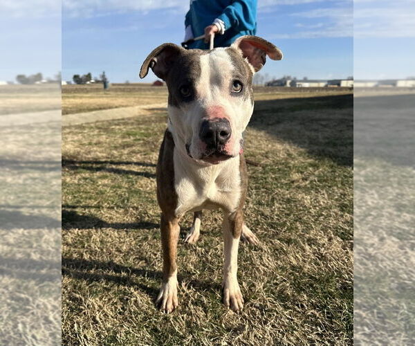 Medium Photo #2 Mutt Puppy For Sale in Evansville, IN, USA