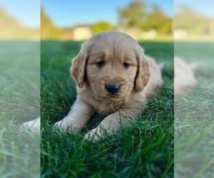 Golden Retriever Dog for Adoption in FREDERICKSBG, Ohio USA
