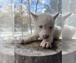 Small #11 Siberian Husky