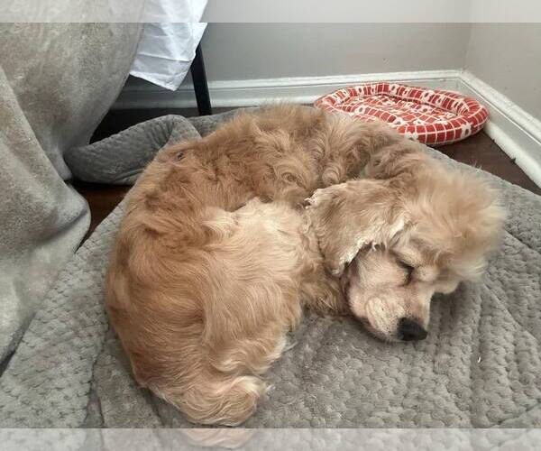 Medium Photo #4 Cocker Spaniel Puppy For Sale in Stephens City, VA, USA